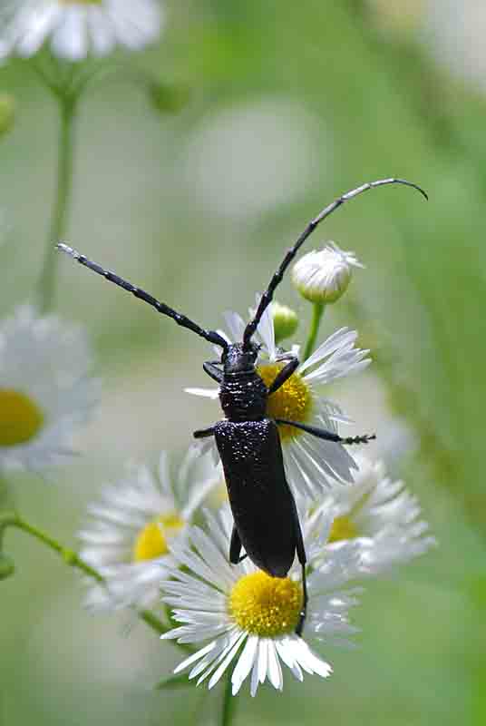 Da identificare: Cerambyx scopolii